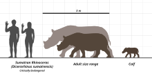 A diagram showing the size of small and large Sumatran rhino individuals compared to humans. Sumatran Rhino - Size Diagram - SVG - Steveoc86.svg