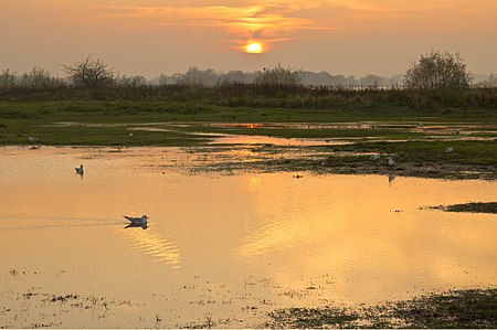 Sunset at the river Waal near Ochten - the Netherlands.jpg