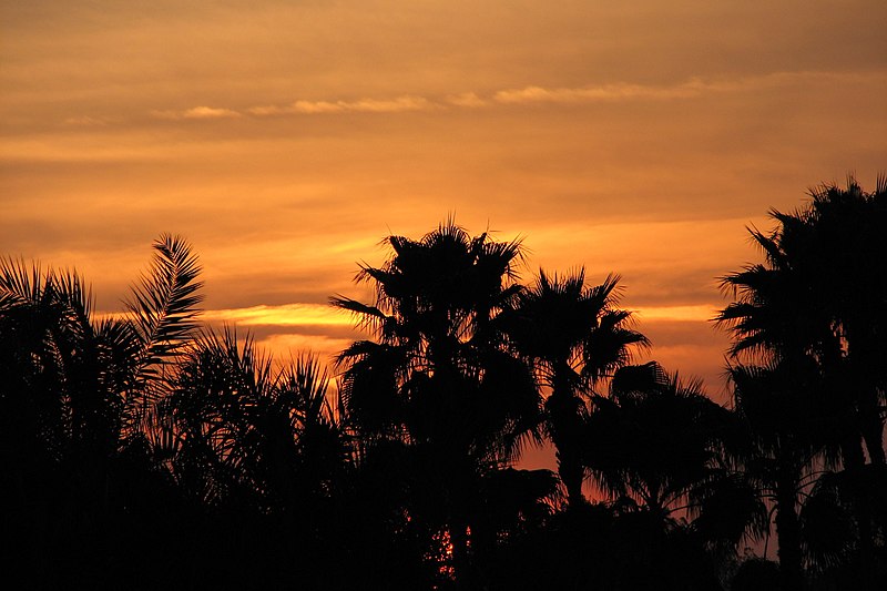 File:Sunset behind palm trees.jpg