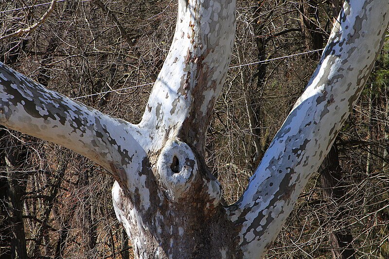 File:Sycamore trunk and branches.JPG