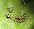 Larva de Syrphus sp. alimentándose de pulgones (Aphididae)
