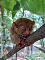 File:TARSIER, BOHOL PHILIPPINES.jpg