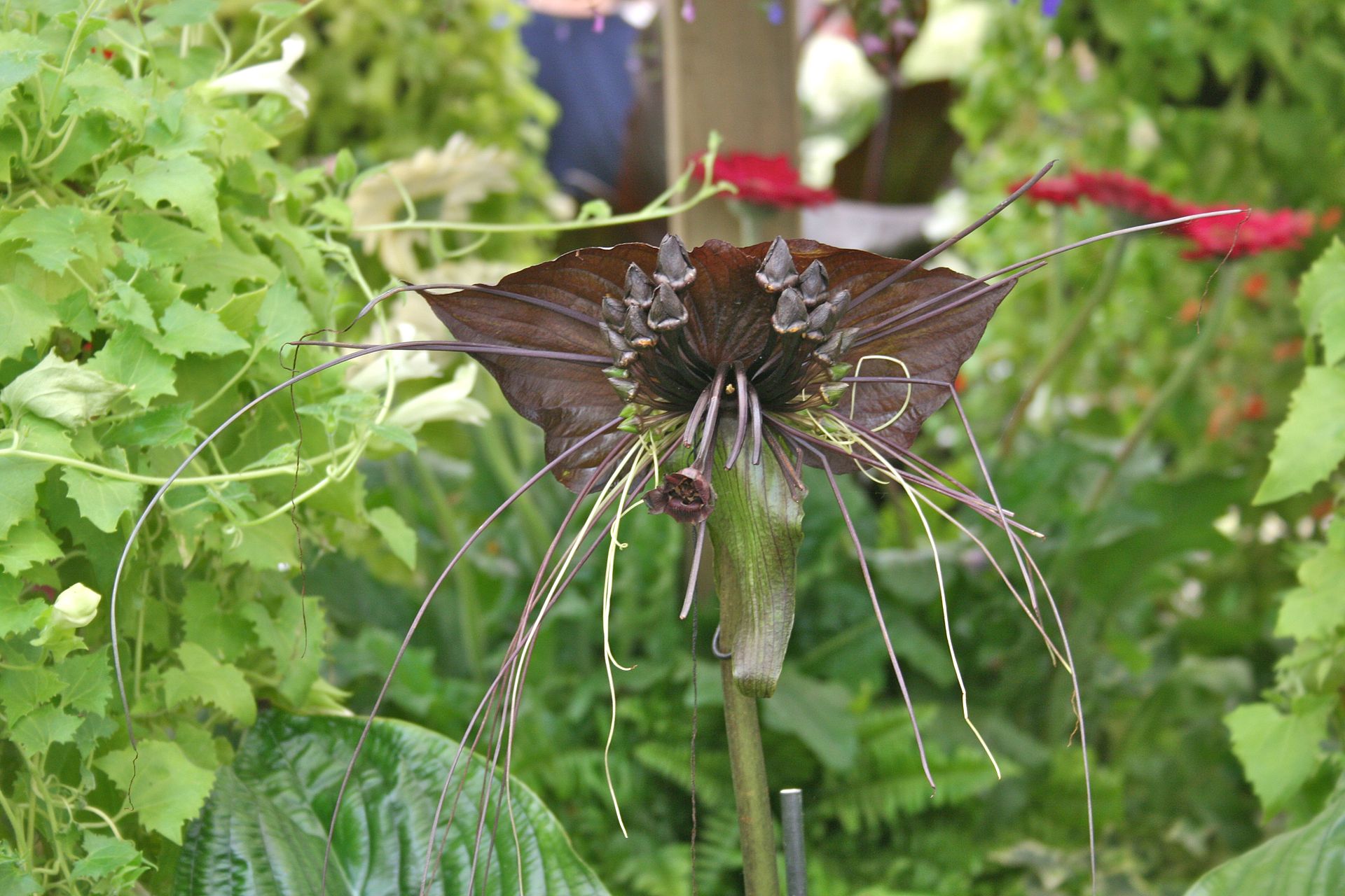 Tacca Chantrieri.jpg