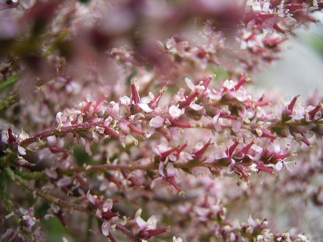 Tamarisk