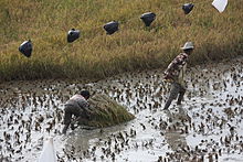 Men working in the fields in Tana Toraja Tana Toraja, working in the fields (6969754989).jpg