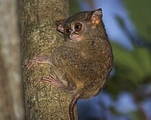 Spectral Tarsier (Tarsius tarsier) -Sulawesi-6.jpg