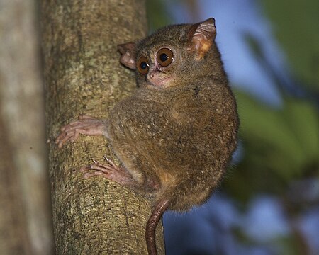 Tập_tin:Spectral_Tarsier_(Tarsius_tarsier)_-Sulawesi-6.jpg