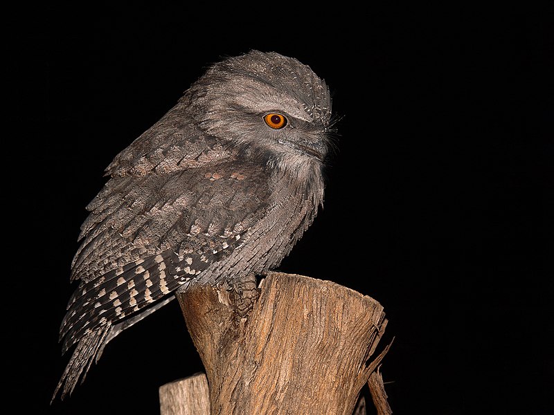 File:Tawny frogmouth wholebody444.jpg