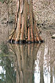 Taxodium standing in Water