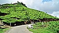 Tea Gardens in Munnar Town