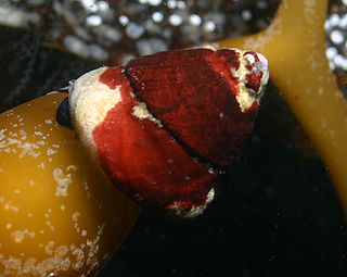 <i>Tegula brunnea</i> species of mollusc