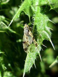 Tephritis hyoscyami (Tephritis sp.), Elst (Gld), the Netherlands.jpg