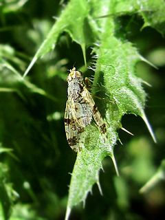 <i>Tephritis hyoscyami</i> species of fly