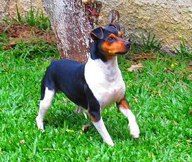 Brazil terrier