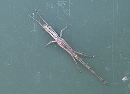 Tetragnatha bituberculata