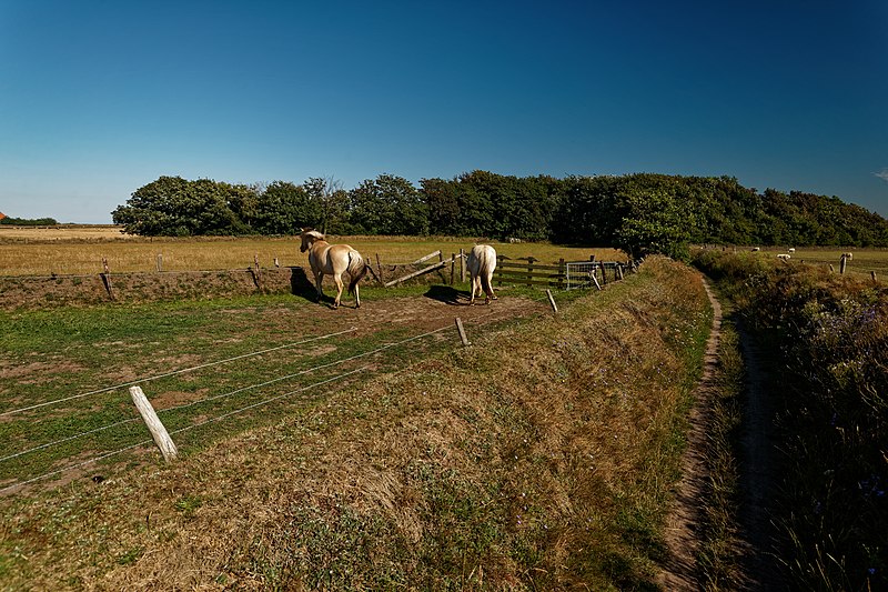 File:Texel - Hoge Berg - Zuid Haffel - Footpath - View SE IV.jpg