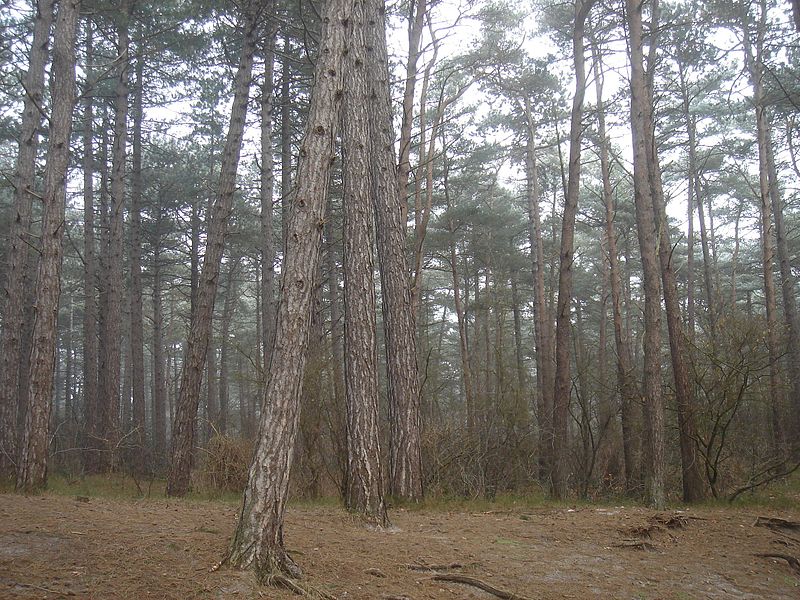 File:Texel forest.jpg