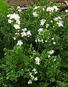 Thalictrum tuberosum