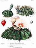 Miniatura para Gymnocalycium platense