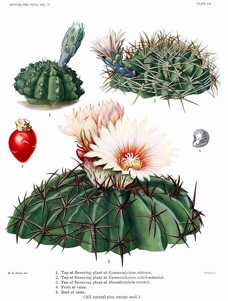 File:The Cactaceae Vol III, plate XIX filtered.jpg