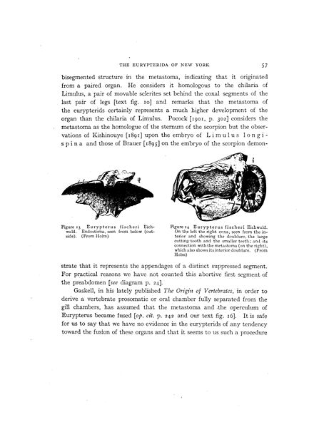 File:The Eurypterida of New York (Page 57) BHL42418553.jpg