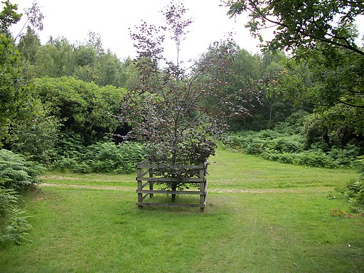 The Purple Penna - geograph.org.uk - 2523106