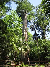 Adult male standing about fifteen feet in front of a 125-foot tree