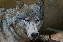 Preserved wolf in the National Museum of Ireland - Natural History The Wolf, one of natures most beautiful creatures. (6915996487).jpg