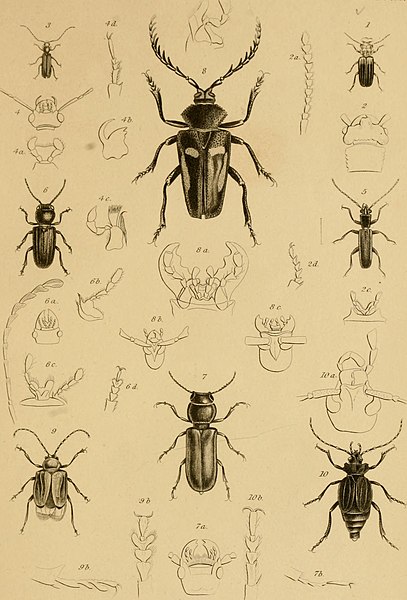 File:The animal kingdom arranged in conformity with its organization (1827) (18011087489).jpg