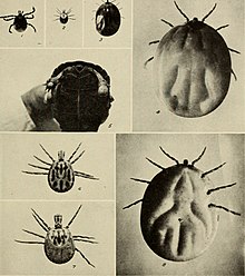 The life history and bionomics of some North American ticks (1912) (14584812010).jpg