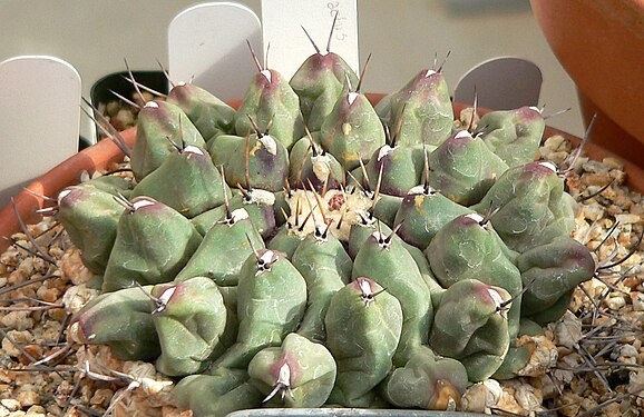 Thelocactus rinconensis 1.jpg