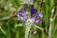 Бял трън Sage (Salvia carduacea) цветя.jpg