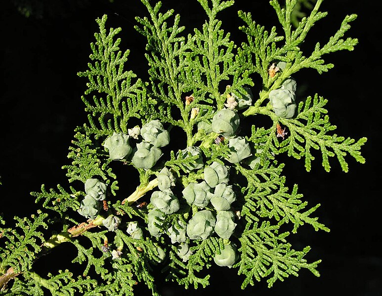 File:Thuja-orientalis.jpg