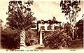 Photographie ancienne de la villa Thuret et son parc d'acclimatation. Cocotier du Chili au premier plan et stipe mort juste derrière.