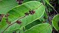 Thyrsodium spruceanum Salzm. ex Benth. - Flickr - Alex Popovkin, Bahia, Brazil (15).jpg