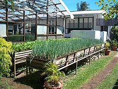 Jardin potager surélevé (Trinité-et-Tobago).