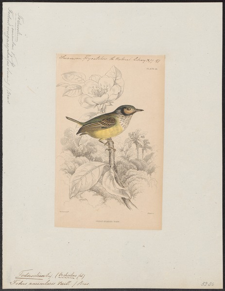 File:Todirostrum galeatum - 1838 - Print - Iconographia Zoologica - Special Collections University of Amsterdam - UBA01 IZ16500277.tif