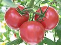 Rosa tomatoes