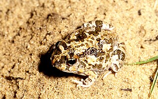 <span class="mw-page-title-main">Knocking sand frog</span> Species of amphibian