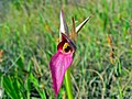 Tongue Orchid (Serapias lingua) (8337405927).jpg