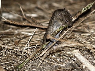 <span class="mw-page-title-main">2007 vole plague in Castile and León</span>