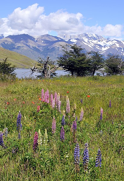 File:Torres del Paine, Laguna Azul 01.jpg