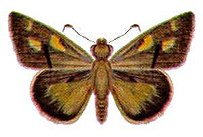 Toxidia andersoni (ento-csiro-au) .jpg