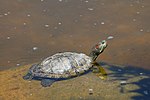 Miniatura para Trachemys scripta