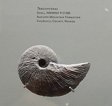 Trachyceras fossil at NMMNHS.jpg
