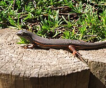 Trachylepis homalocephala - RedSided Skink - Кейптаун.JPG