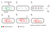 Vignette pour Transduction (génétique)