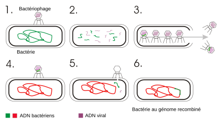 Fail:Transduction genetic fr.svg