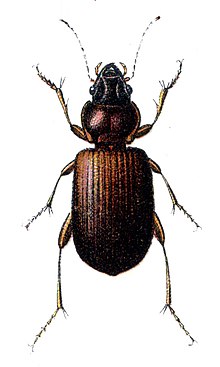 Trechus quadristriatus.jpg