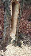 Damage to a tree by a pileated woodpecker searching for bugs, a cavity roughly 3' tall, 4-6" wide, and 8" deep (90‍×‍10-15‍×‍20cm)